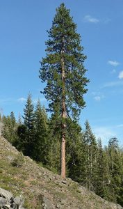 Canadian Western Red Timber Tree 1